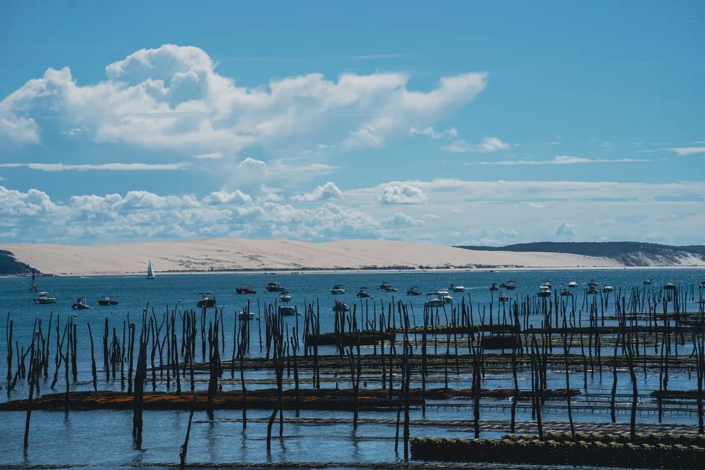 Oyster farm visit and tasting in Arcachon