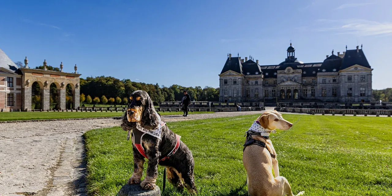 Two dogs on the lawn in front of the Château de Vaux-le-Vicomte facade, Seine-et-Marne