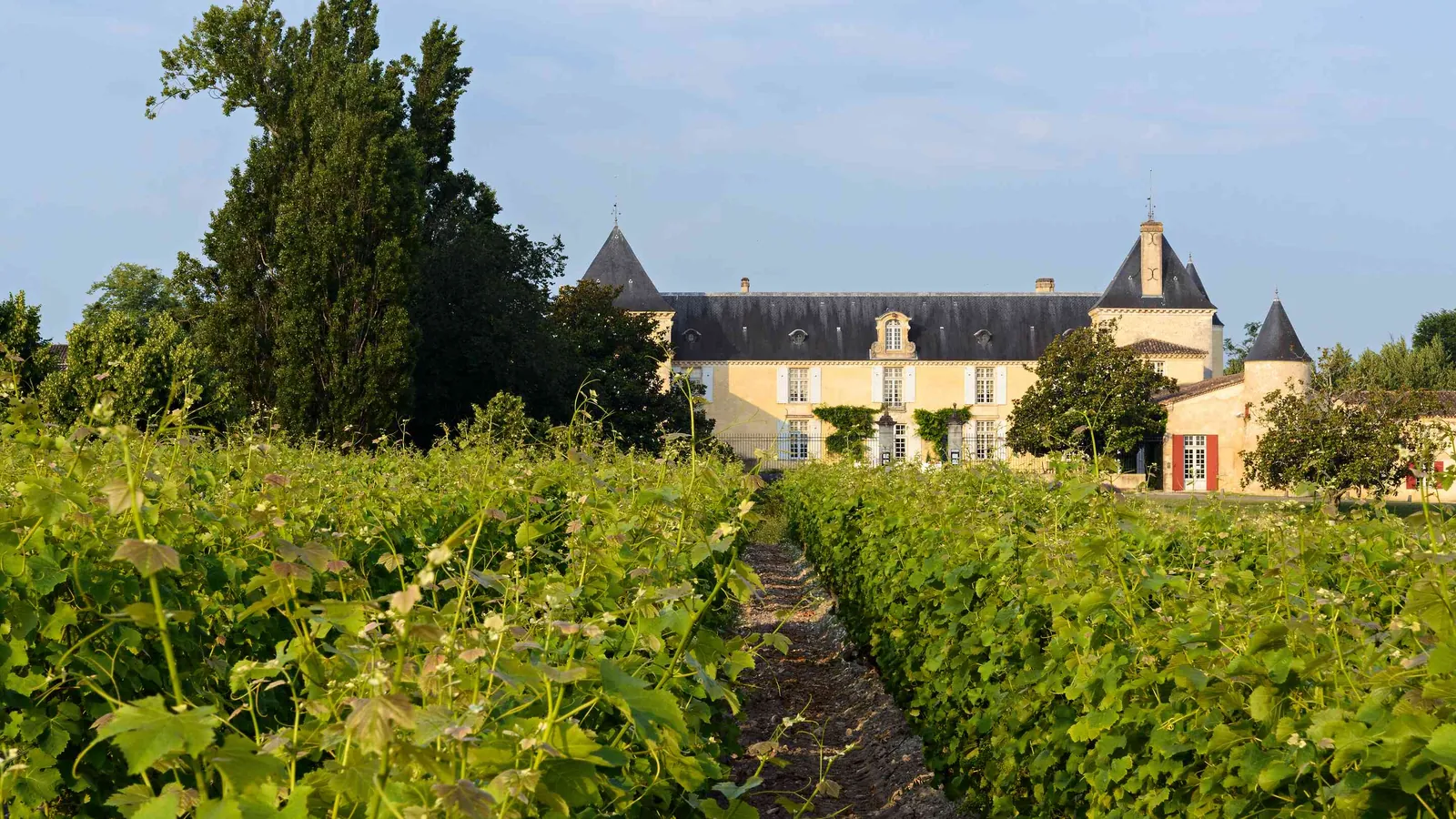 Vineyard rows in front of the château at Château des Coteaux Ambrés, Gironde, south-east of Bordeaux