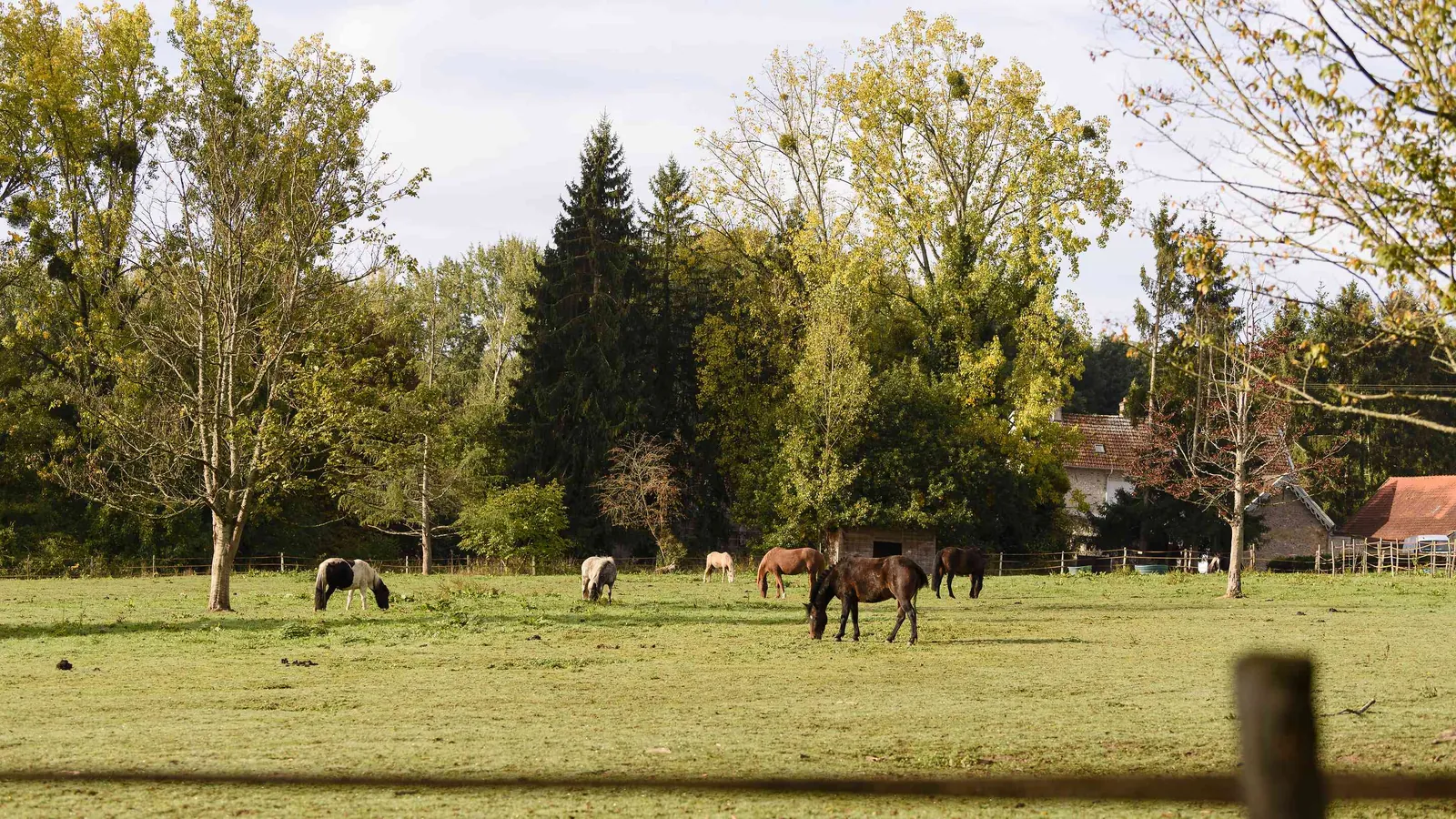 Horses grazing in the meadow beside Domaine des Herbes Folles, Seine-et-Marne, with mature trees